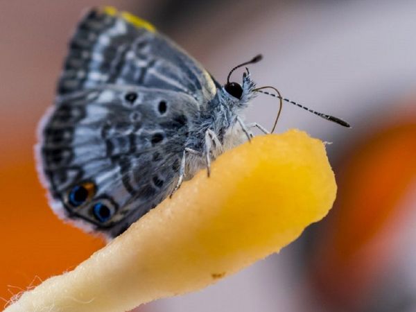 Una bebida isótonica es clave para salvar a la mariposa Miami Blue