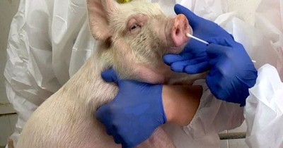 Alertan sobre nuevo virus respiratorio