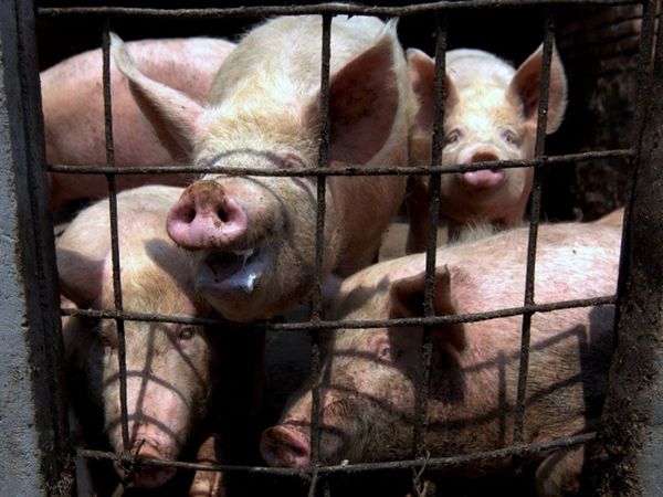 Hallan virus de gripe porcina que podría ser nueva pandemia