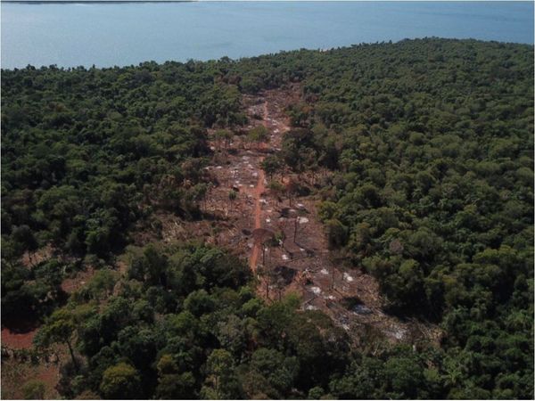 Preocupa la deforestación en las reservas de la Itaipú