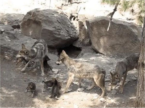 Nacen ocho cachorros de lobo gris en México, especie en peligro