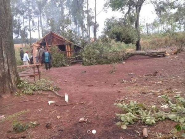 Nena de 5 años murió aplastada por un árbol