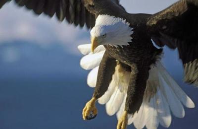 Un águila atrapa con sus garras un tiburón y se lo lleva volando - SNT