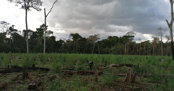 Se inicia operativo para erradicar plantaciones de marihuana en la Reserva Morombí