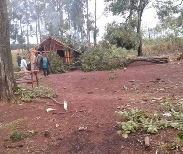 Niña de 5 años murió luego de que un árbol se le cayera encima