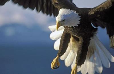 Un águila atrapa con sus garras un tiburón y se lo lleva volando - C9N