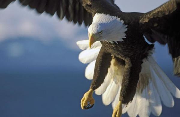 Un águila atrapa con sus garras un tiburón y se lo lleva volando - C9N