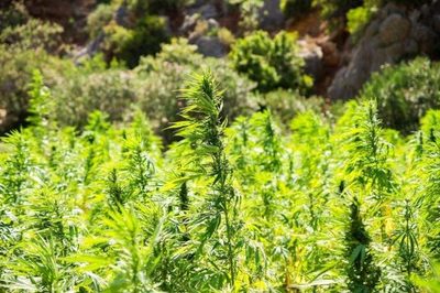 Cáñamo industrial: La siembra es absolutamente legal y buscan promover acciones para fomentar su producción, explican » Ñanduti