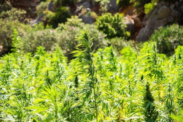 Cáñamo industrial: La siembra es absolutamente legal y buscan promover acciones para fomentar su producción, explican » Ñanduti