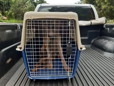 Rescatan a un perro de una vivienda abandonada