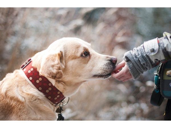 ¿Qué dice la ley de protección animal?