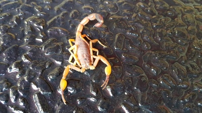 PROLIFERACIÓN de CARACOLES AFRICANOS y ESCORPIONES