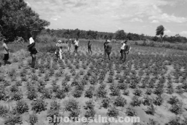 Productores de la comunidad Vya Pavê fueron capacitados sobre técnicas para la producción de maní y mandioca