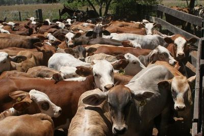 Novillo Mercosur aumentó otro centavo y se ubicó en US$ 2,60 por kilo carcasa