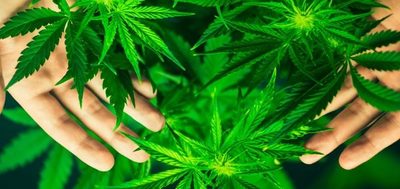 Decreto permite hasta 2 hectáreas de producción de cannabis por familia