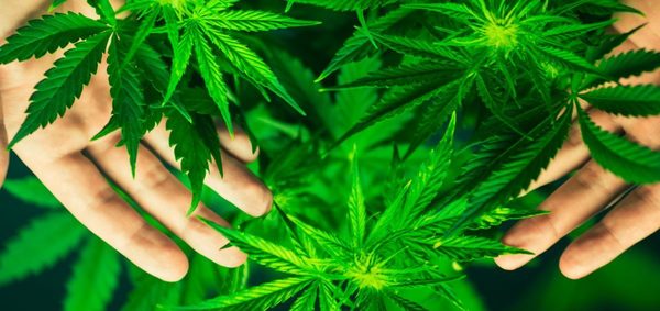 Decreto permite hasta 2 hectáreas de producción de cannabis por familia