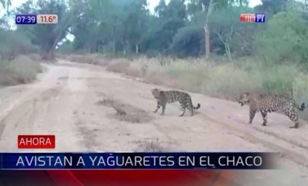 Avistan preciosos ejemplares de jaguarete - Campo 9 Noticias
