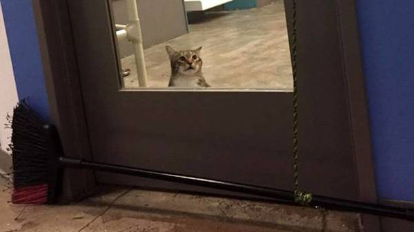 Gato se hace viral por abrir puertas para que escapen todos los felinos de un refugio