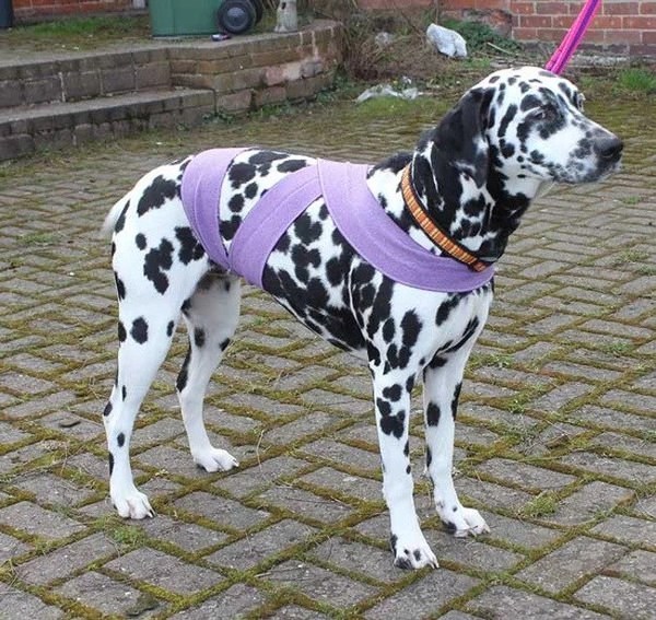 Sencillo truco para evitar que tu perro se asuste con los fuegos artificiales