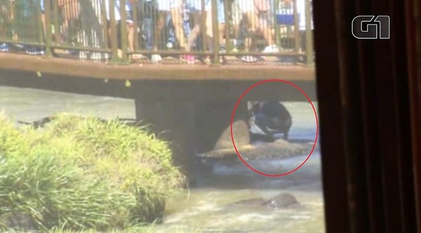 Arriesgan sus vidas por MONEDITAS en las Cataratas del Yguazú