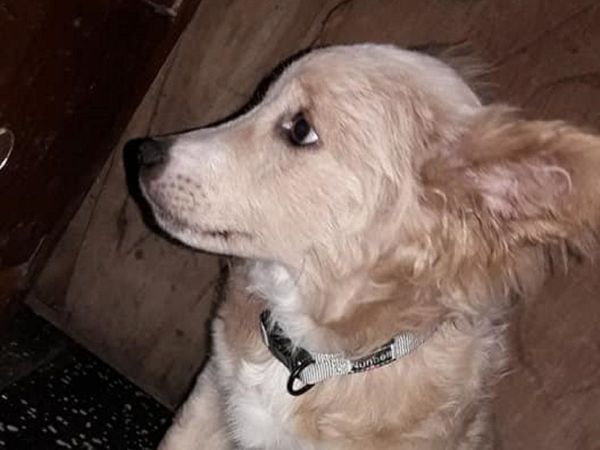 Perrito se salvó de ser cambiado por cerveza