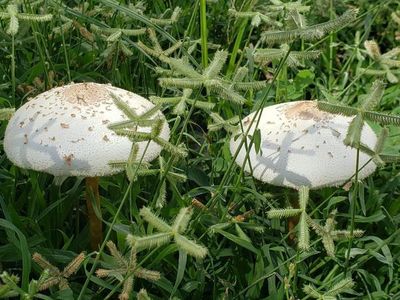 Investigadores suman 69 nuevas especies de hongos a las 125.000 conocidas - Ciencia - ABC Color