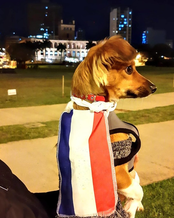 Lupita, la perrita que también ladró ayer en contra la corrupción - Megacadena — Últimas Noticias de Paraguay