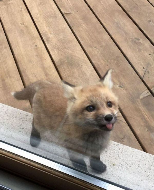 Unas crías de zorro visitaron su casa y las fotos que publicó se viralizaron