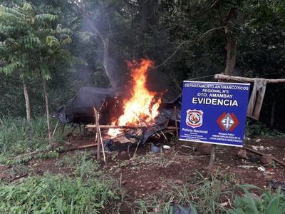 Destruyen 15 hectáreas de marihuana y 7 campamentos
