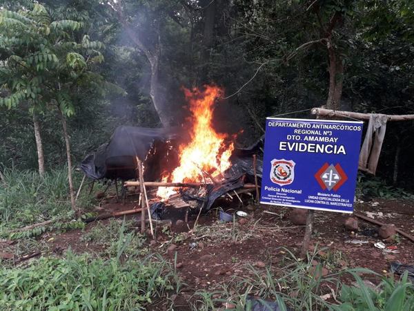 Destruyen 15 hectáreas de marihuana y 7 campamentos