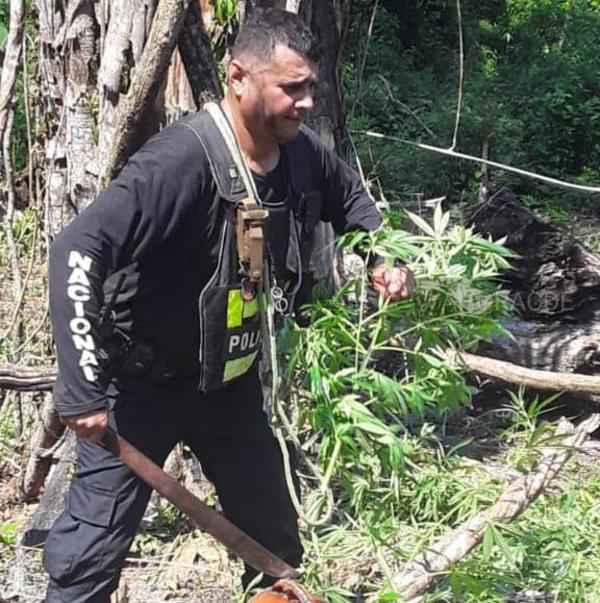 Policía destruye plantación de MARIHUANA, sin intervención de la fiscalía en propiedad de TRANQUILO FAVERO