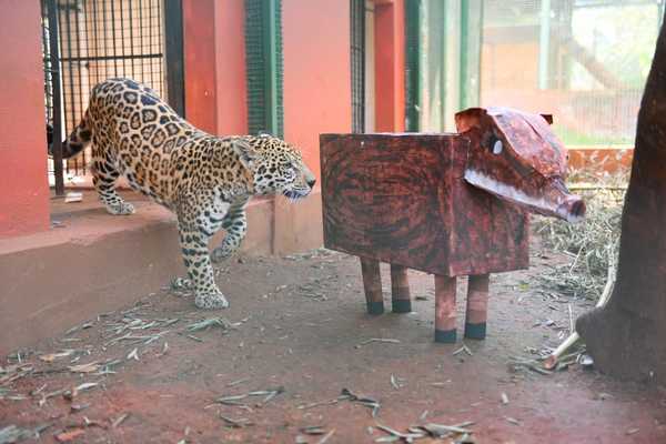 Jaguaretés del Centro Ambiental de ITAIPU se distraen con juguetes hechos de materiales reciclados