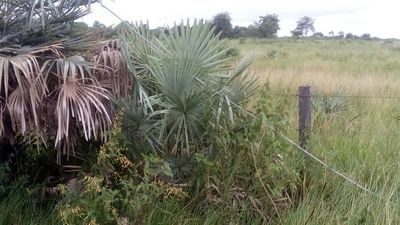 Poblaciones de Alto Paraguay, sin servicio de energía de ANDE - Nacionales - ABC Color