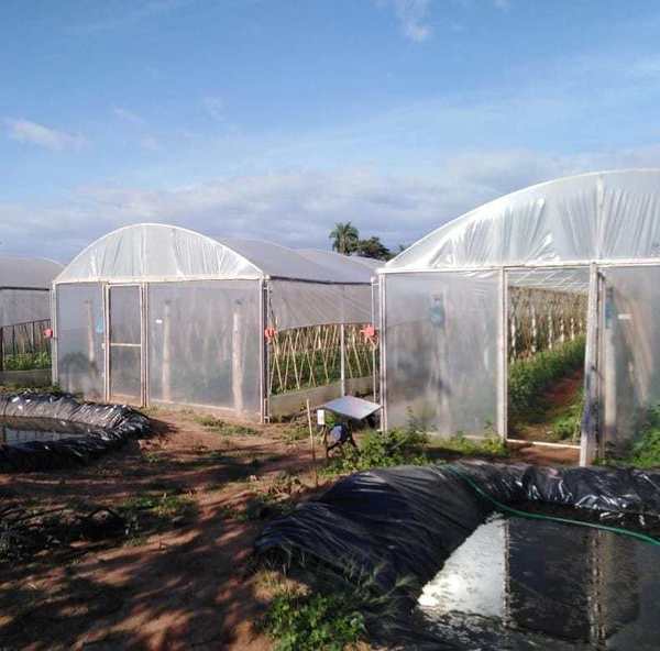 Productores de Coronel Oviedo se organizan para comercializar sus productos