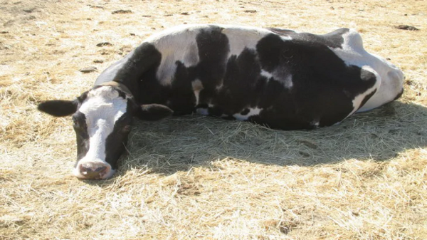 San Roque: Familia de militar que tuvo COVID-19 denunció envenenamiento de sus vacas