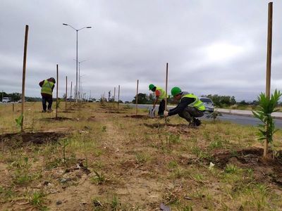 Repusieron árboles destruidos en la Costanera