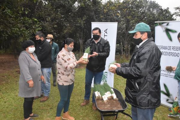 Incentivan producción de cebolla para incrementar ganancias en el campo - Nacionales - ABC Color