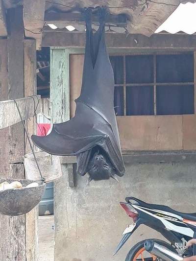 Impactantes fotos de un “murciélago de tamaño humano” genera susto en redes - Megacadena — Últimas Noticias de Paraguay