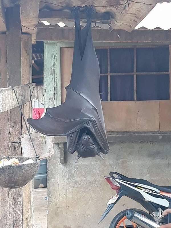 Impactantes fotos de un “murciélago de tamaño humano” genera susto en redes - Megacadena — Últimas Noticias de Paraguay
