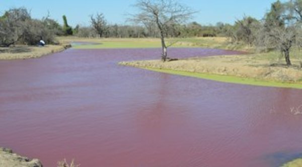 "Tajamar rojo" de Loma Plata es potencialmente letal para humanos o animales - ADN Paraguayo