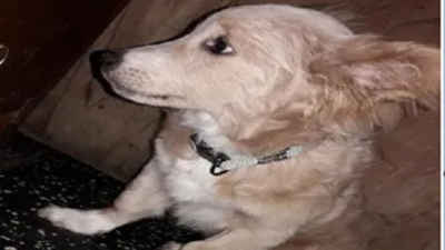 Perrito se salvó de ser cambiado por cerveza