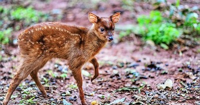 Cría de mbororo, la especie de venado más pequeña del Paraguay nació en Itaipú