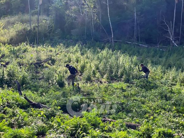 Senad destruyó varias hectáreas de marihuana en el departamento de Amambay