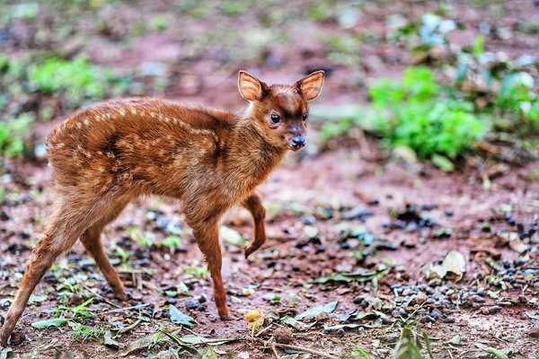 Cría de mbororo se suma a colección de especies de fauna de Itaipu - Noticde.com