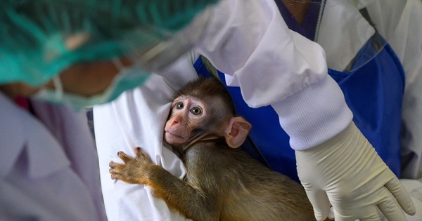 Monos infectados con nuevo coronavirus desarrollaron inmunidad a corto plazo