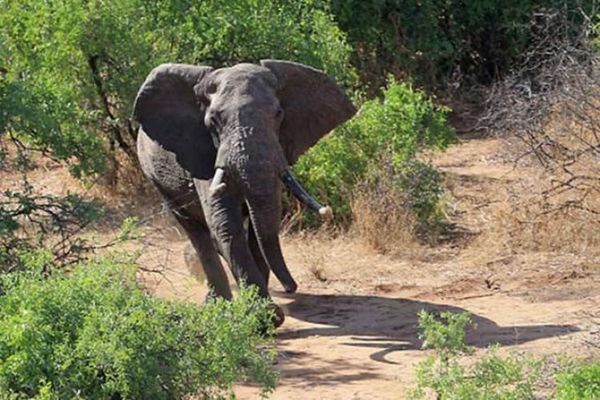 El misterio de la muerte de cientos de elefantes en Botsuana