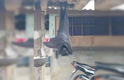 Las impactantes imágenes de un murciélago del tamaño de un humano en Filipinas - C9N