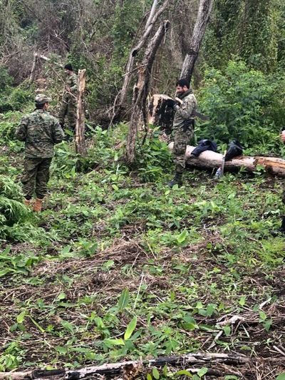 Policías destruyen plantación de marihuana en Guairá - Nacionales - ABC Color