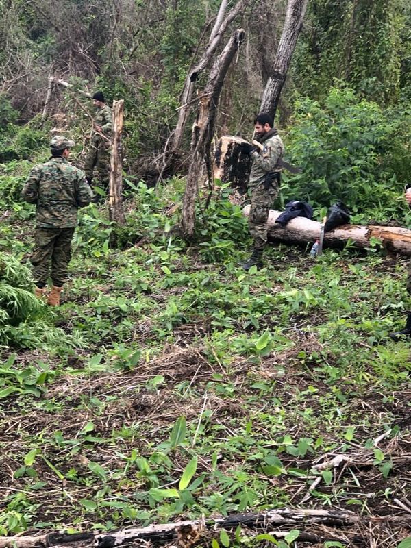 Policías destruyen plantación de marihuana en Guairá - Nacionales - ABC Color