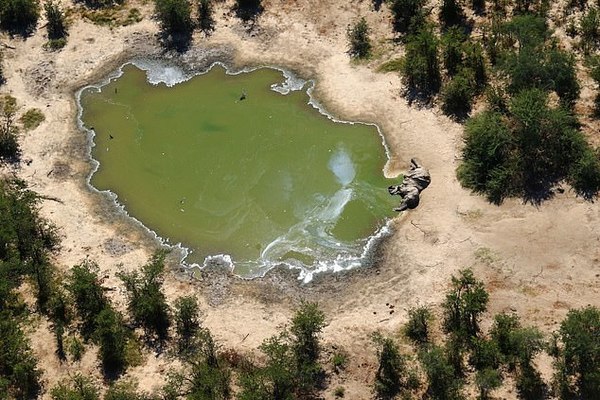 Registran más de 350 elefantes muertos en Botswana y no se saben las causas